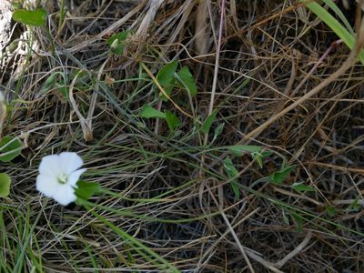 Convolvulus waitaha, photographed by Alice Shanks