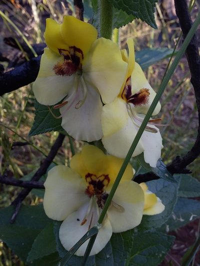Verbascum creticum, photographed by insiderelic