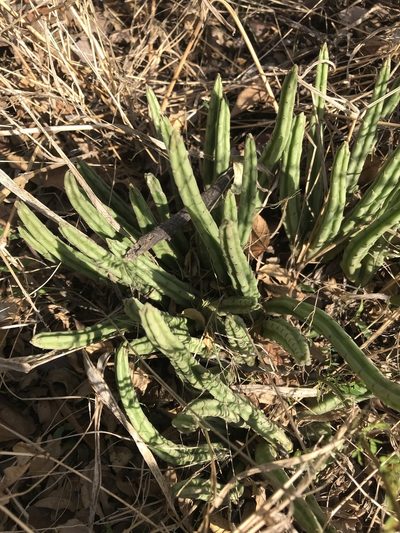Stapelia kwebensis, photographed by rosshawkins