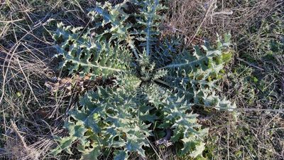 Onopordum illyricum, photographed by Sara Navarro