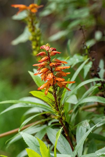 Digitalis canariensis, photographed by Thibaud Aronson