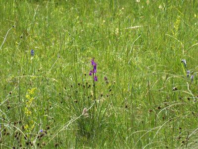 Anacamptis palustris, photographed by Michael Andresek