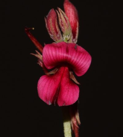 Indigofera limosa, photographed by Brian du Preez
