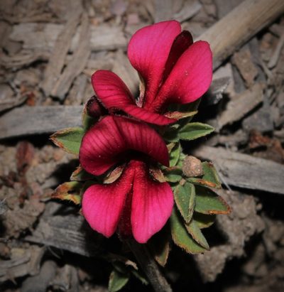 Indigofera limosa, photographed by Brian du Preez