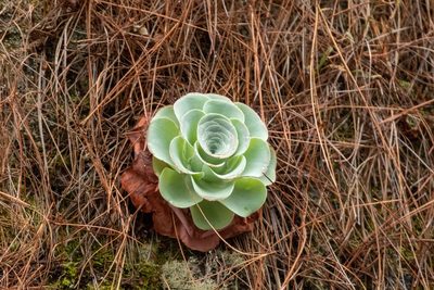 Aeonium aureum, photographed by Thibaud Aronson