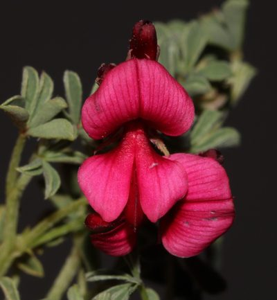 Indigofera limosa, photographed by Brian du Preez
