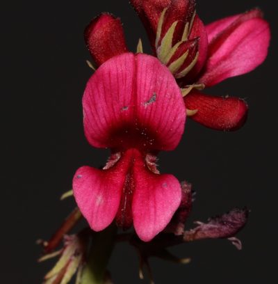 Indigofera limosa, photographed by Brian du Preez