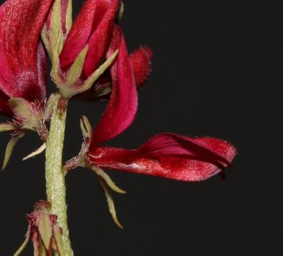 Indigofera limosa, photographed by Brian du Preez