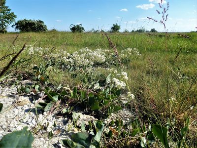 Lepidium cartilagineum, photographed by Michael Andresek