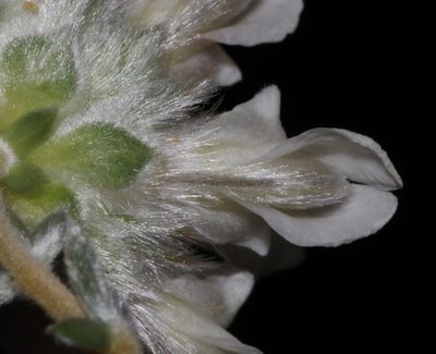 Aspalathus albicephala, photographed by Brian du Preez