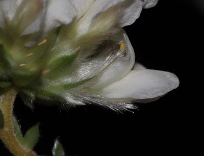 Aspalathus albicephala, photographed by Brian du Preez