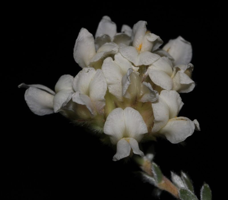 Aspalathus albicephala, photographed by Brian du Preez