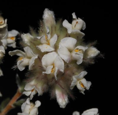 Aspalathus albicephala, photographed by Brian du Preez