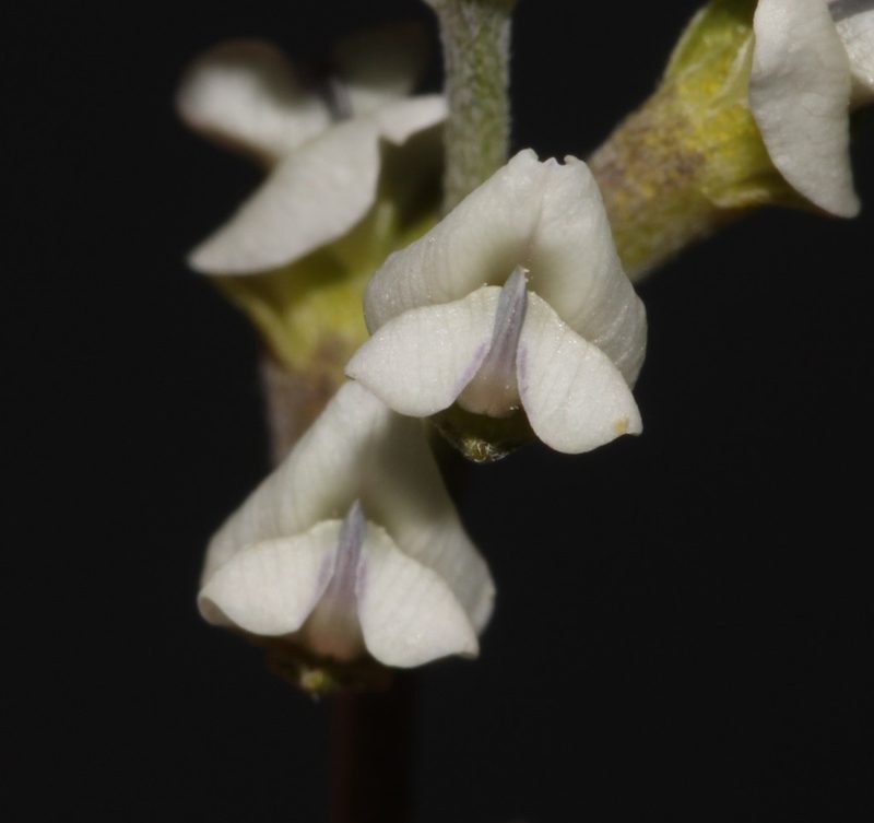 Psoralea arborescens, photographed by Brian du Preez