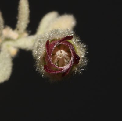 Hermannia gariepina, photographed by Brian du Preez