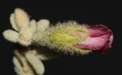 Hermannia gariepina, photographed by Brian du Preez