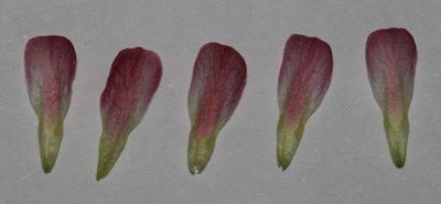 Hermannia gariepina, photographed by Brian du Preez