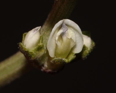 Psoralea arborescens, photographed by Brian du Preez