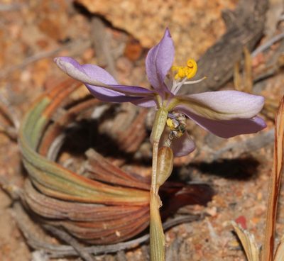 Moraea monticola, photographed by Brian du Preez