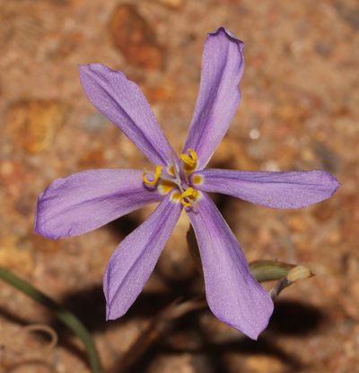 Moraea monticola, photographed by Brian du Preez