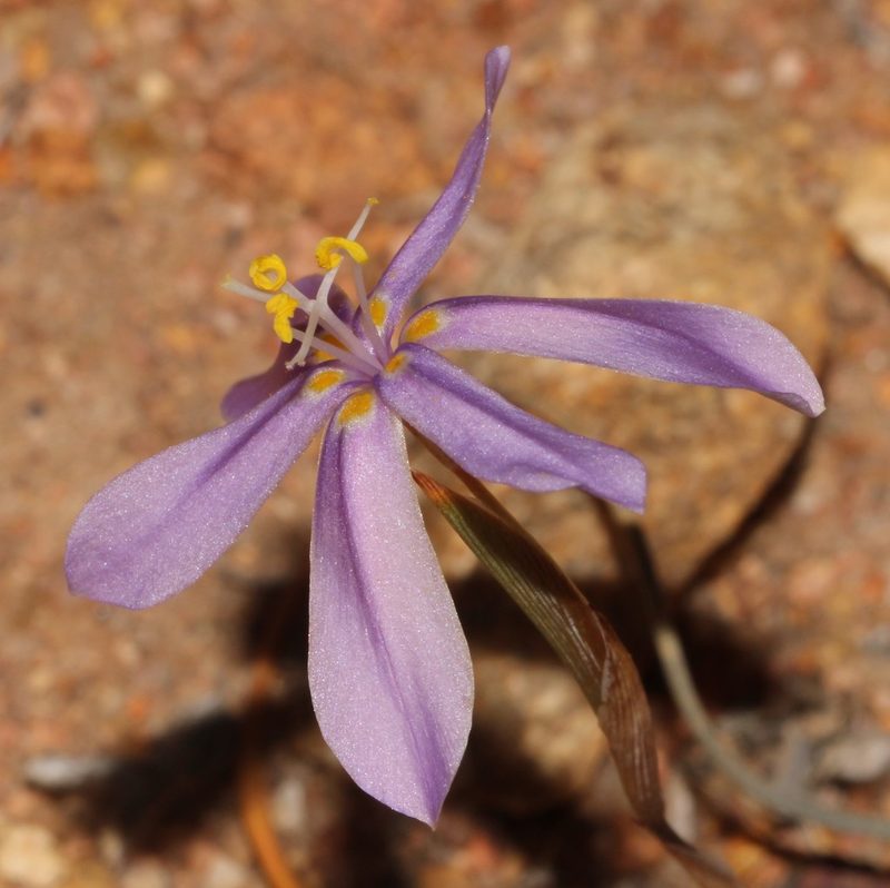 Moraea monticola, photographed by Brian du Preez
