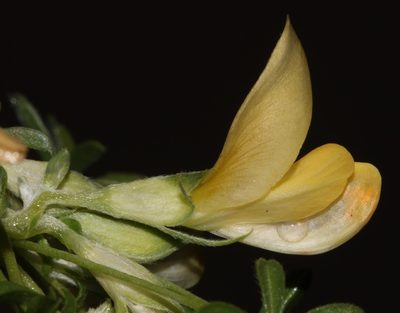 Leobordea magnifica, photographed by Brian du Preez