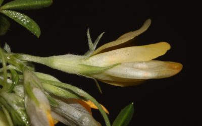 Leobordea magnifica, photographed by Brian du Preez