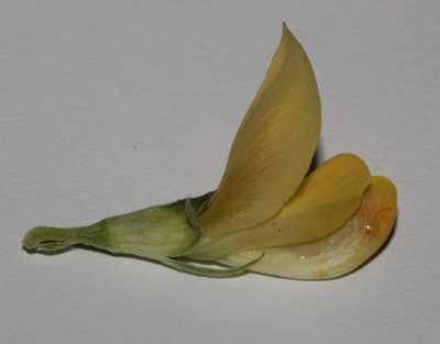 Leobordea magnifica, photographed by Brian du Preez