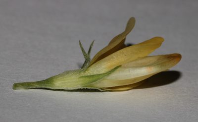 Leobordea magnifica, photographed by Brian du Preez