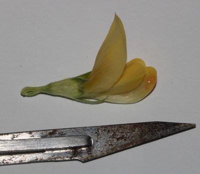 Leobordea magnifica, photographed by Brian du Preez