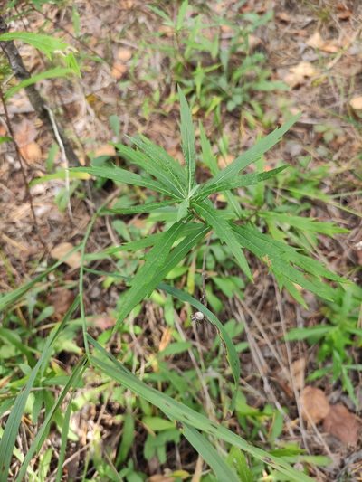 Artemisia integrifolia, photographed by Юлия