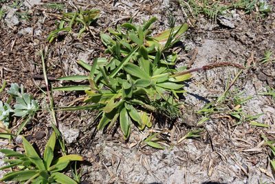 Plantago carnosa, photographed by Diana Studer