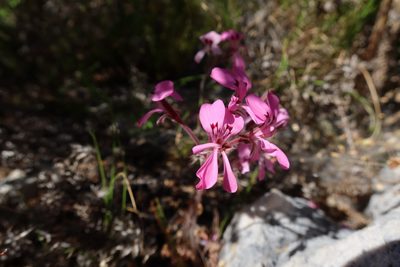 Pelargonium psammophilum, photographed by Diana Studer