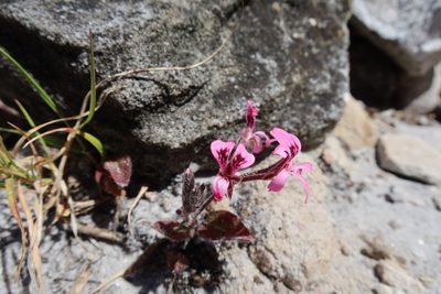 Pelargonium psammophilum, photographed by Diana Studer