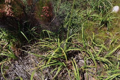 Cyperus thunbergii, photographed by Diana Studer
