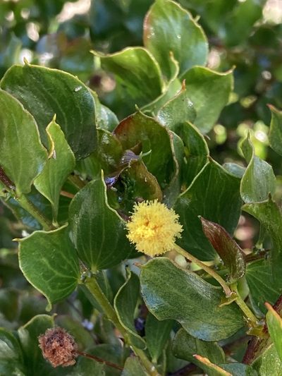 Acacia awestoniana, photographed by pimelea
