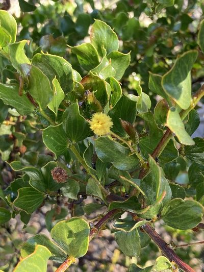 Acacia awestoniana, photographed by pimelea
