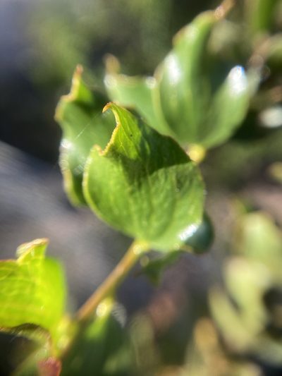 Acacia awestoniana, photographed by pimelea