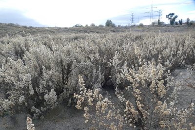 Dittrichia viscosa, photographed by Sara Navarro