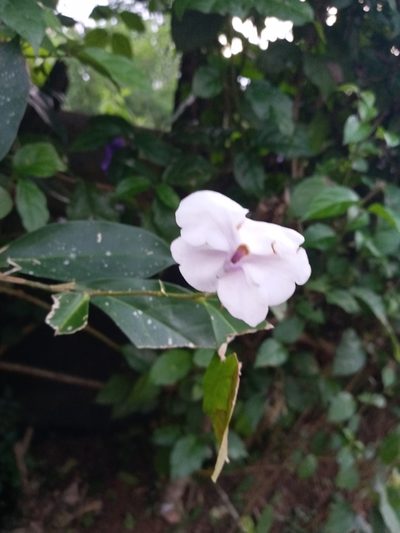 Brunfelsia pauciflora, photographed by Emily Abrego