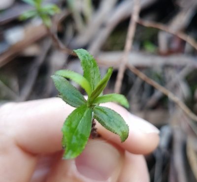 Hypericum glandulosum, photographed by Vítor Jorge