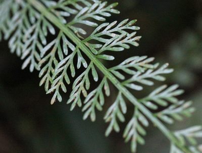 Asplenium prolongatum, photographed by Agnes Trekker