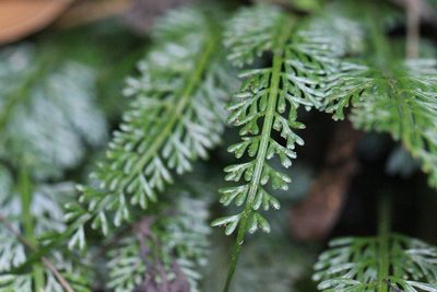 Asplenium prolongatum, photographed by Agnes Trekker