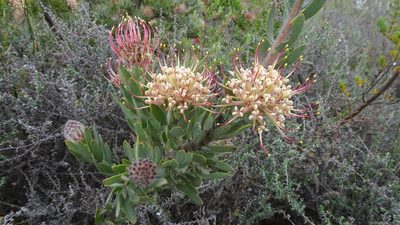 Leucospermum calligerum, photographed by Paul Emms