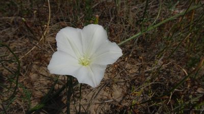 Convolvulus capensis, photographed by Paul Emms