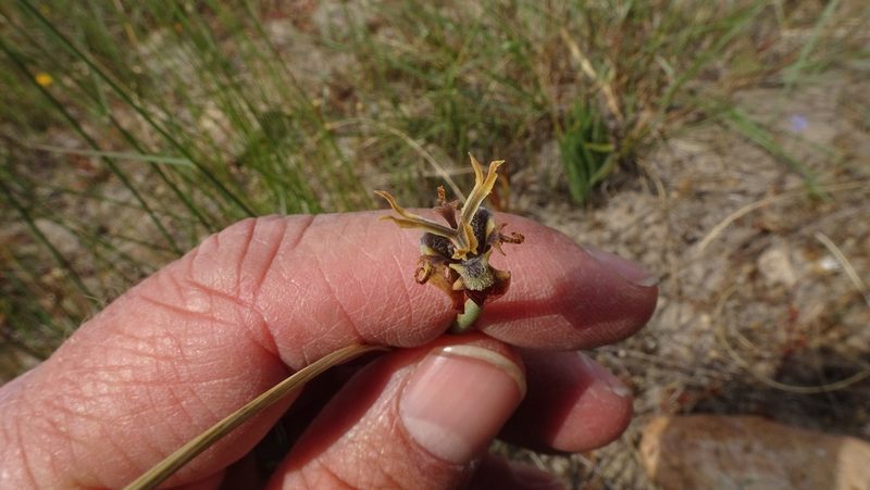 Moraea unguiculata, photographed by Paul Emms