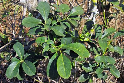 Ilex paraguariensis, photographed by Hugo Hulsberg