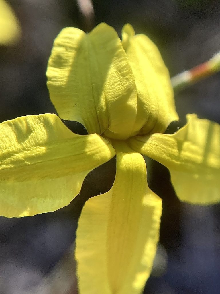 Goodenia concinna, photographed by pimelea
