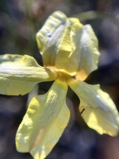 Goodenia concinna, photographed by pimelea