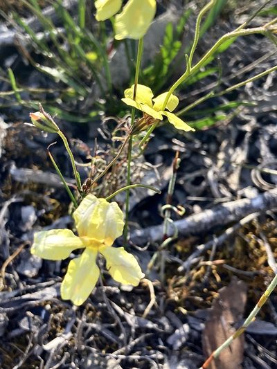 Goodenia concinna, photographed by pimelea